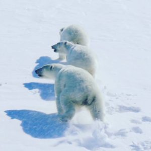 Polar Bear & 2 Cubs