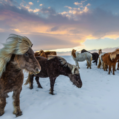 Iceland Horses Winter